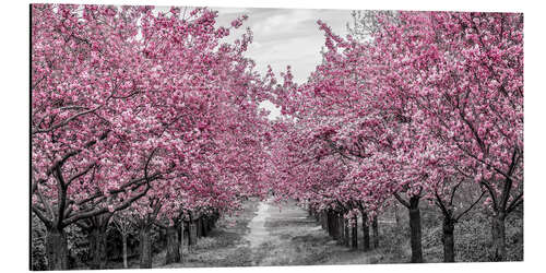 Stampa su alluminio Enchanting cherry blossom avenue