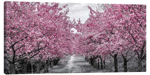 Lærredsbillede Enchanting cherry blossom avenue