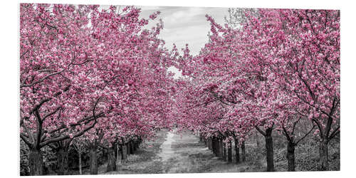 Foam board print Enchanting cherry blossom avenue