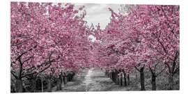 Stampa su PVC Enchanting cherry blossom avenue