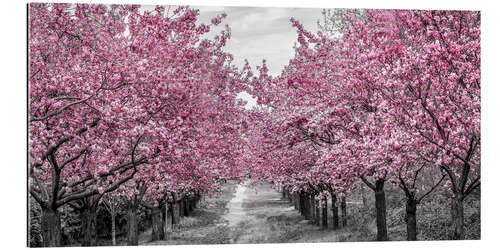 Gallery print Enchanting cherry blossom avenue