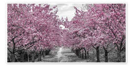 Obra artística  Enchanting cherry blossom avenue - Melanie Viola