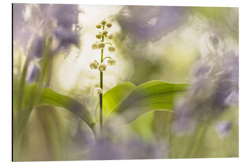 Stampa su alluminio Lilies of the Valley together with Bluebells