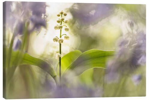 Canvas print Lilies of the Valley together with Bluebells