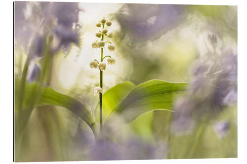 Gallery print Lilies of the Valley together with Bluebells