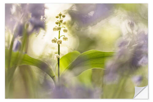 Sticker mural Lilies of the Valley together with Bluebells