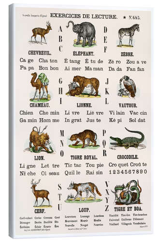 Stampa su tela Animal Alphabet (french)