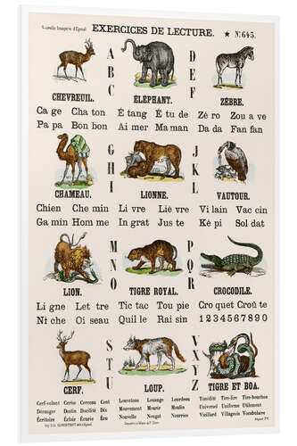 Obraz na PCV Animal Alphabet (french)