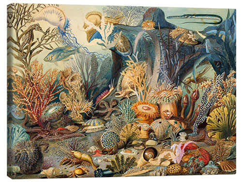 Leinwandbild Ocean Life