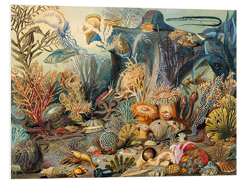 Foam board print Ocean Life