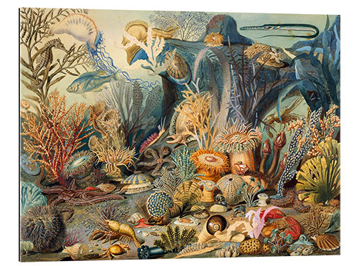 Gallery print Ocean Life