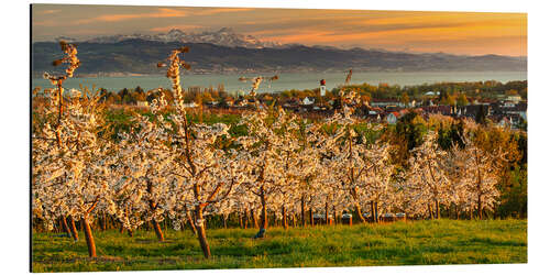 Stampa su alluminio Fruit tree blossom at sunset on Lake Constance