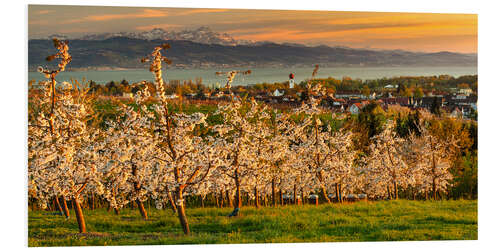 Bilde på skumplate Fruit tree blossom at sunset on Lake Constance