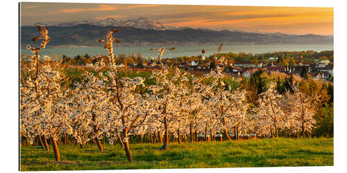 Gallery Print Obstbaumblüte bei Sonnenuntergang am Bodensee