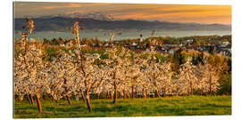 Quadro em plexi-alumínio Fruit tree blossom at sunset on Lake Constance