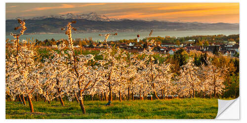 Autocolante decorativo Fruit tree blossom at sunset on Lake Constance