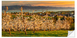 Selvklæbende plakat Fruit tree blossom at sunset on Lake Constance