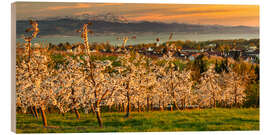 Hout print Fruit tree blossom at sunset on Lake Constance