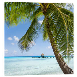 Acrylic print Coconut palm on the beach in the South Pacific