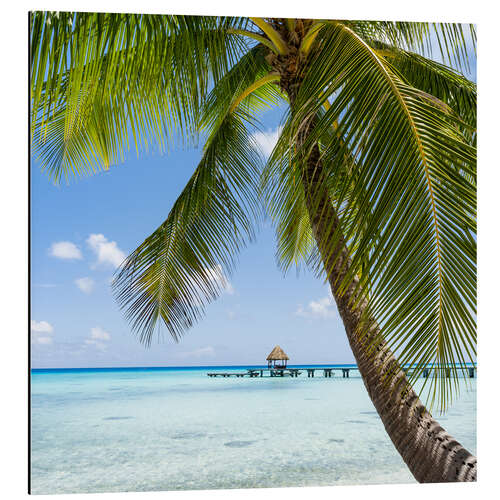 Stampa su alluminio Coconut palm on the beach in the South Pacific