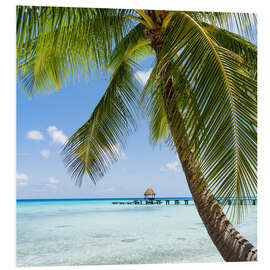 Foam board print Coconut palm on the beach in the South Pacific