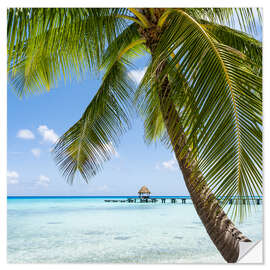 Selvklæbende plakat Coconut palm on the beach in the South Pacific