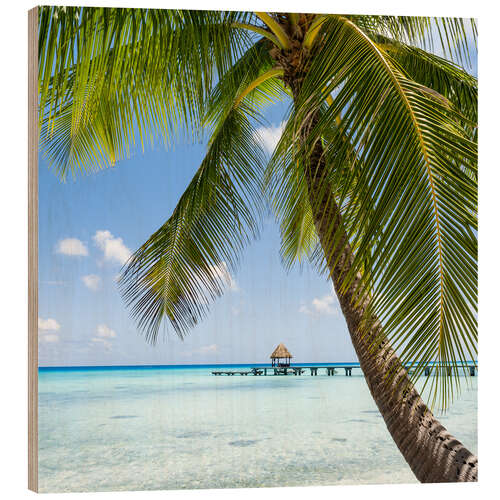 Print på træ Coconut palm on the beach in the South Pacific