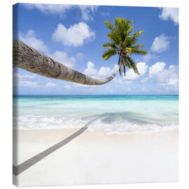 Leinwandbild  Kokospalme am Strand auf den Malediven - Jan Christopher Becke