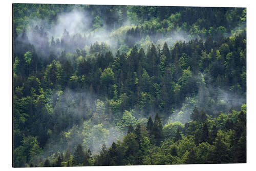 Aluminiumtavla Misty mountain forest