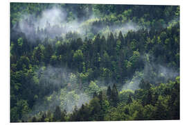 Foam board print Misty mountain forest