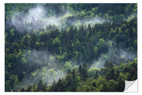 Vinilo para la pared Misty mountain forest