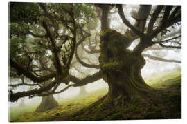 Acrylic print Trees of Madeira, the forest monster