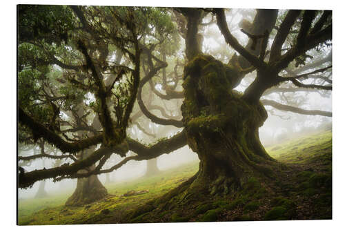 Aluminiumsbilde Trees of Madeira, the forest monster