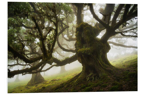 Print på skumplade Trees of Madeira, the forest monster