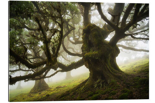 Cuadro de plexi-alu Trees of Madeira, the forest monster