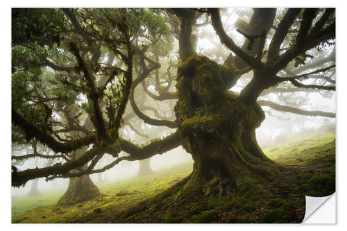 Naklejka na ścianę Trees of Madeira, the forest monster