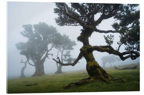 Stampa su vetro acrilico Trees of Madeira, the forest lady