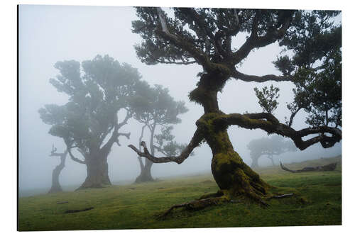 Aluminium print Trees of Madeira, the forest lady