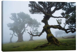 Tableau sur toile Trees of Madeira, the forest lady