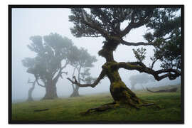 Gerahmter Kunstdruck Bäume von Madeira, die Walddame