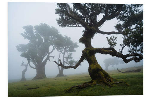 Print på skumplade Trees of Madeira, the forest lady