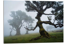 Gallery print Trees of Madeira, the forest lady