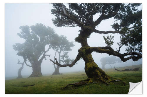 Selvklebende plakat Trees of Madeira, the forest lady