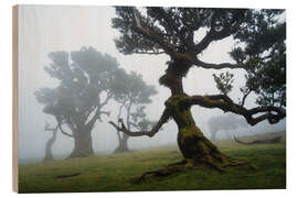 Cuadro de madera Trees of Madeira, the forest lady