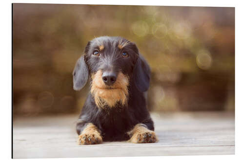 Aluminiumtavla Wire-haired dachshund in a beautiful light