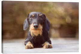 Canvastavla Wire-haired dachshund in a beautiful light