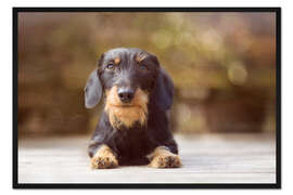 Gerahmter Kunstdruck Rauhaardackel in schönem Licht