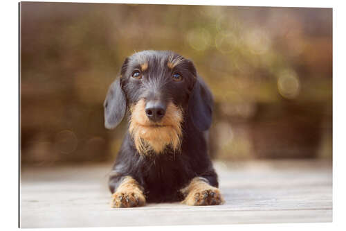 Gallery print Wire-haired dachshund in a beautiful light