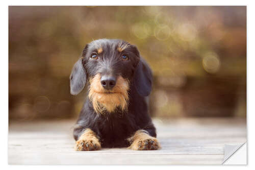 Vinilo para la pared Wire-haired dachshund in a beautiful light