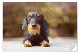 Naklejka na ścianę Wire-haired dachshund in a beautiful light